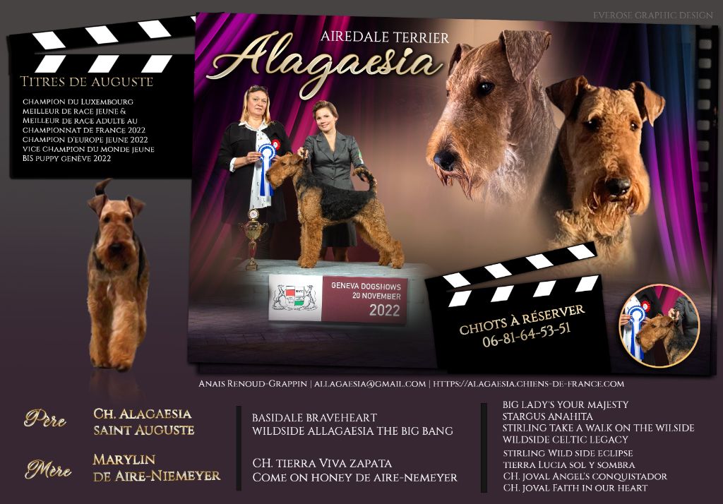 chiot Airedale Terrier Alagaesia