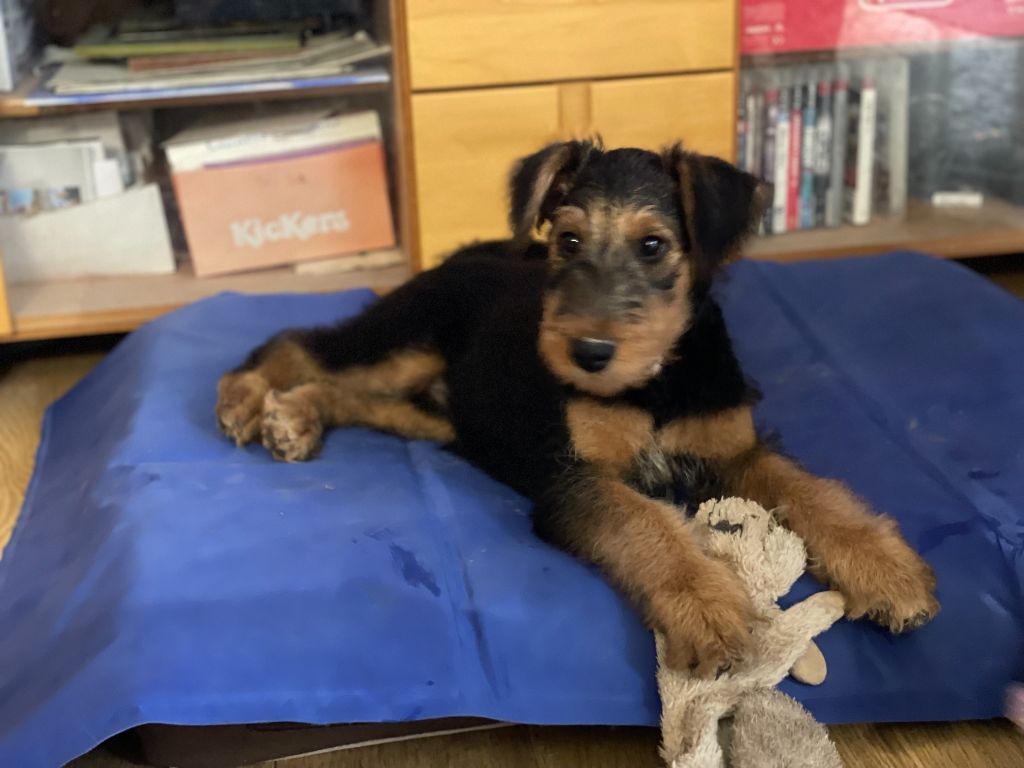 Alagaesia - Chiot disponible  - Airedale Terrier