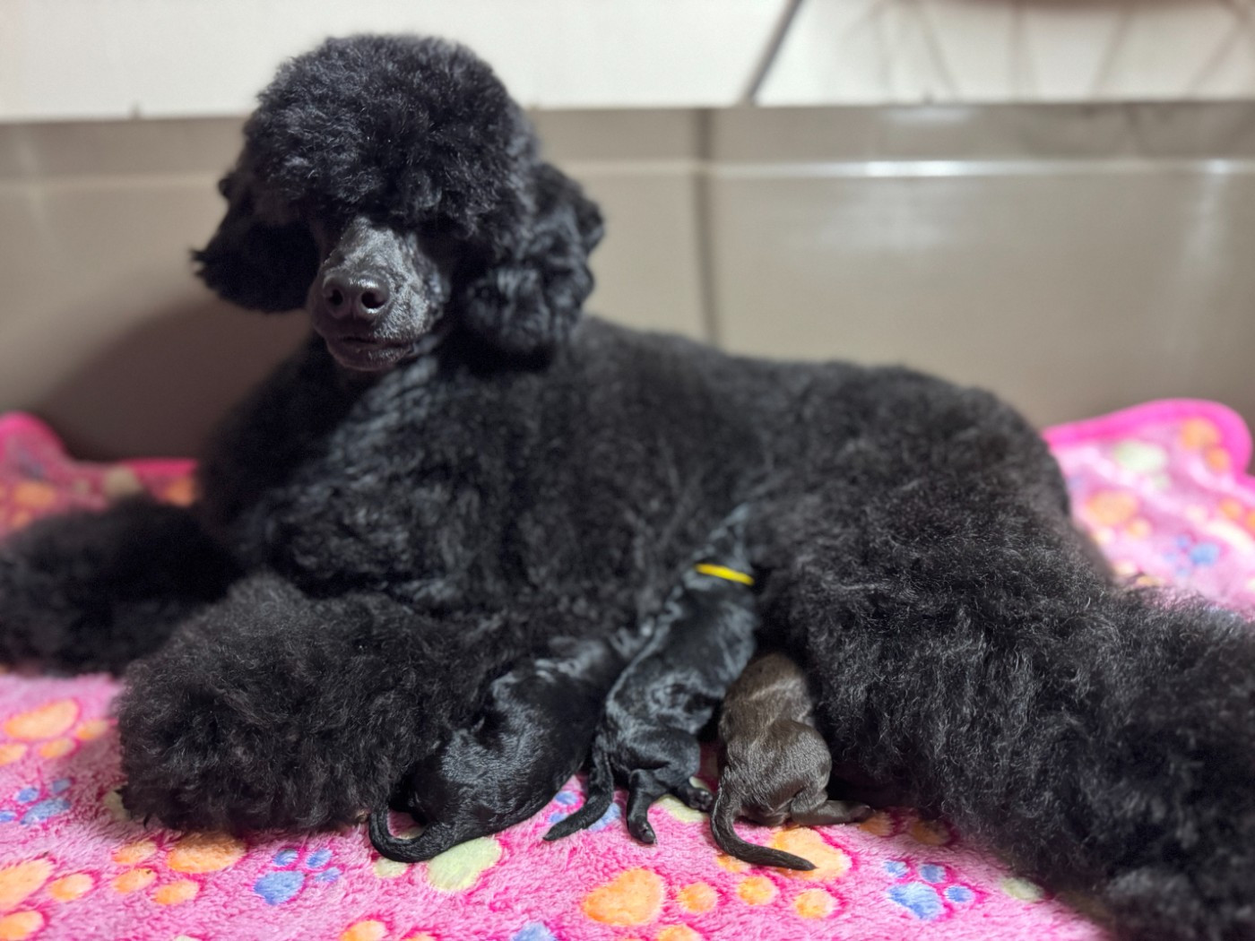 Les bébés sont arrivés