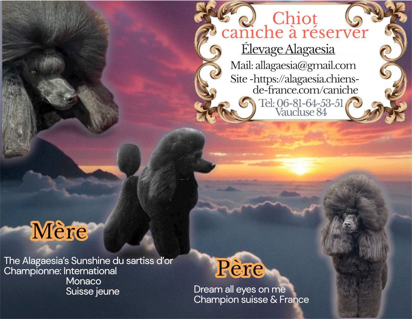 une boule de poil à réserver :-)