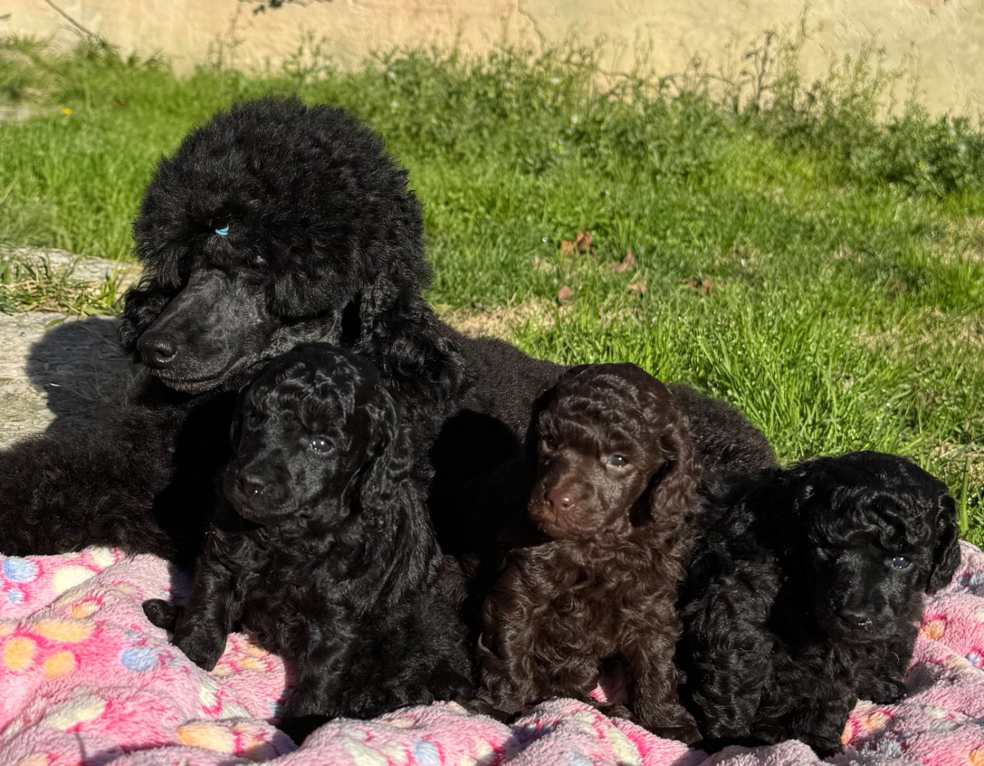 Les bébés sont arrivés