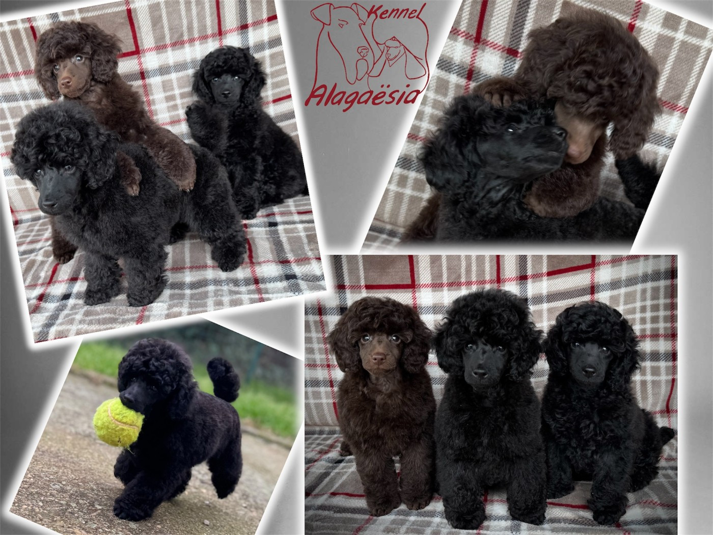 une boule de poil à réserver :-)