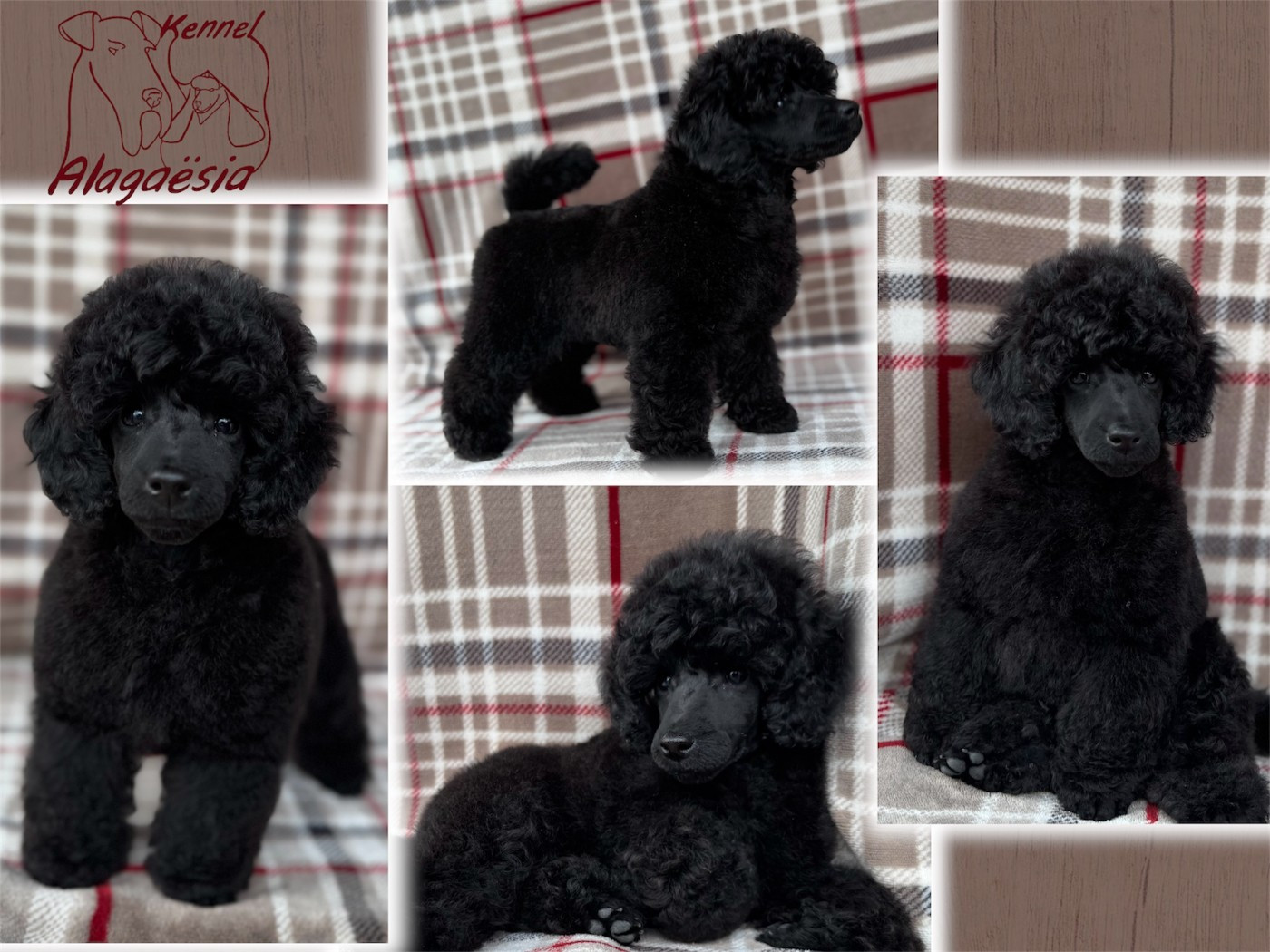 Les bébés sont arrivés