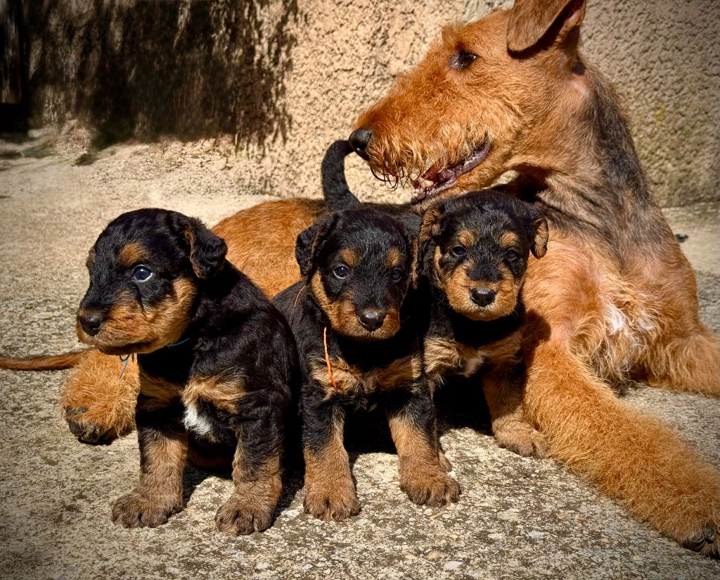 Les chiots sont Nés !