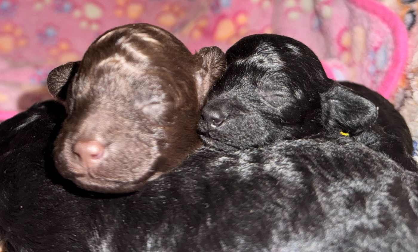 Alagaesia - Chiots disponibles - Caniche