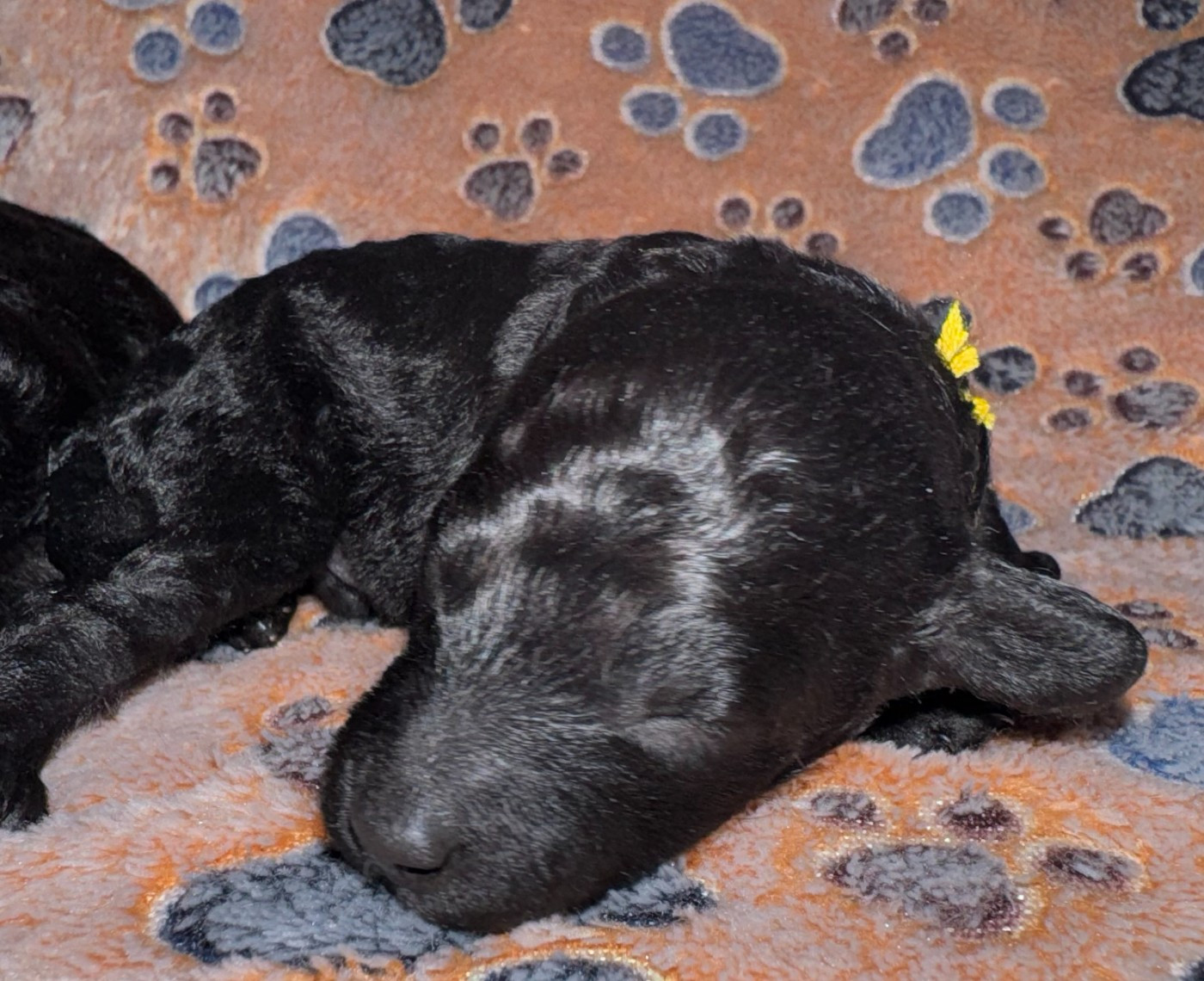 Alagaesia - Chiots disponibles - Caniche