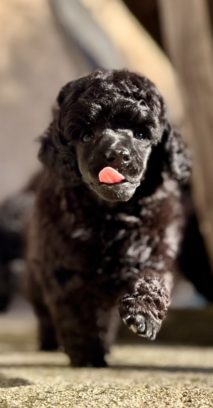 Alagaesia - Chiots disponibles - Caniche