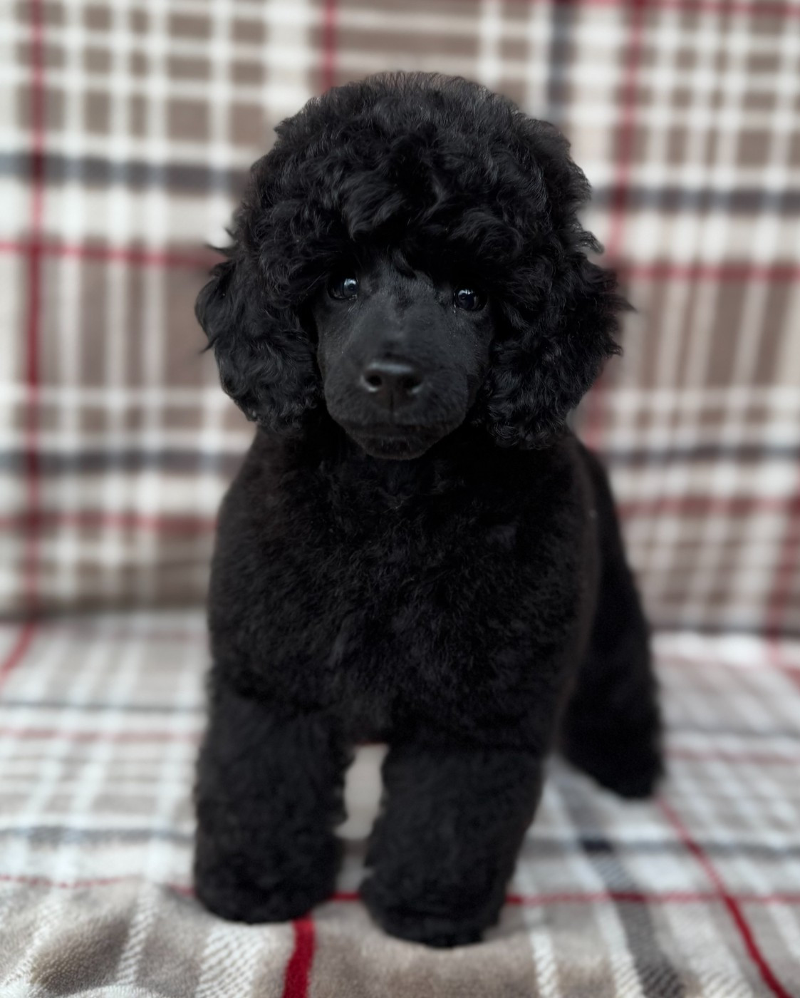 Alagaesia - Chiots disponibles - Caniche