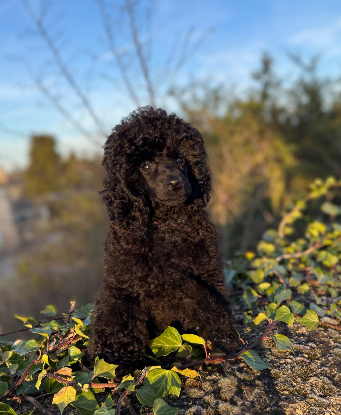 Alagaesia - Chiots disponibles - Caniche