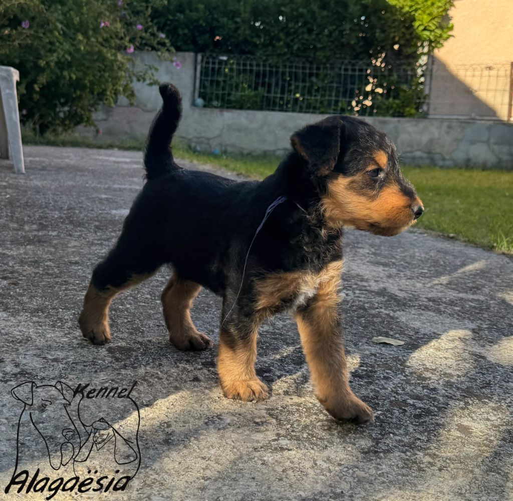 Alagaesia - Chiots disponibles - Airedale Terrier