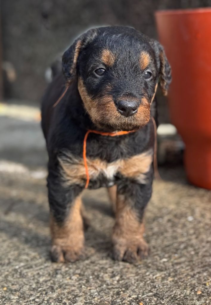 Alagaesia - Chiots disponibles - Airedale Terrier